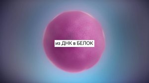 Как легко выучить Биосинтез белка? Посмотреть Из ДНК в БЕЛОК