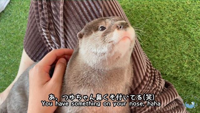 カワウソの赤ちゃんの叔母とお婆ちゃん　Otter baby's aunt and grandma смотреть онлайн