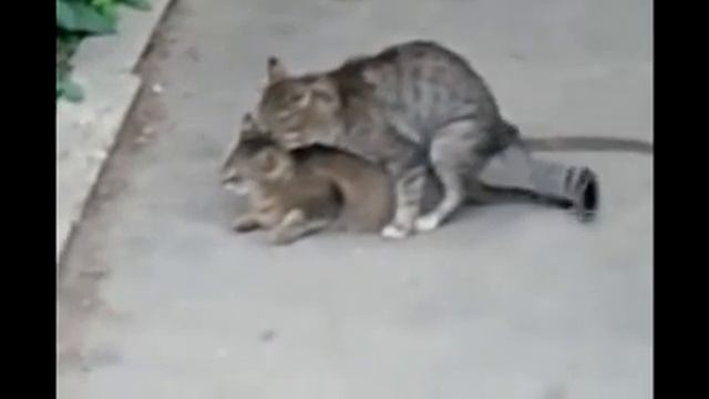 кошка смотреть онлайн