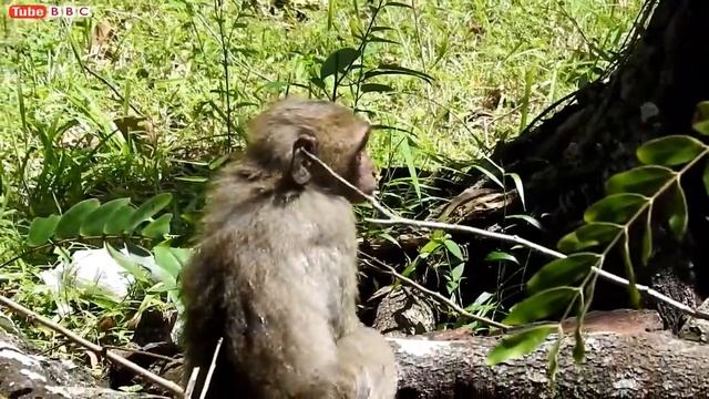 Poor Baby Monkey Compilation - Cute Poor Baby Monkey Playing