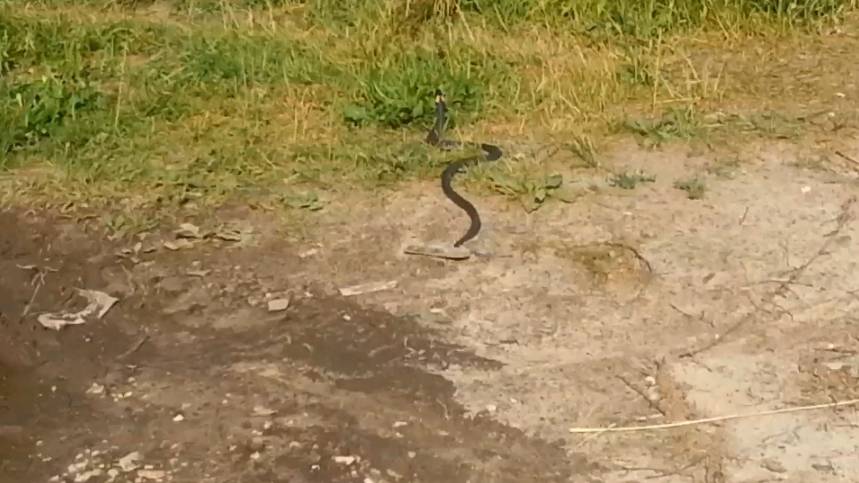 Уж смотреть онлайн