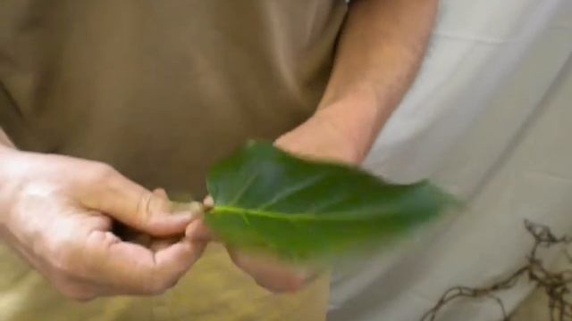 come steccare le foglie fresche per una composizione смотреть онлайн