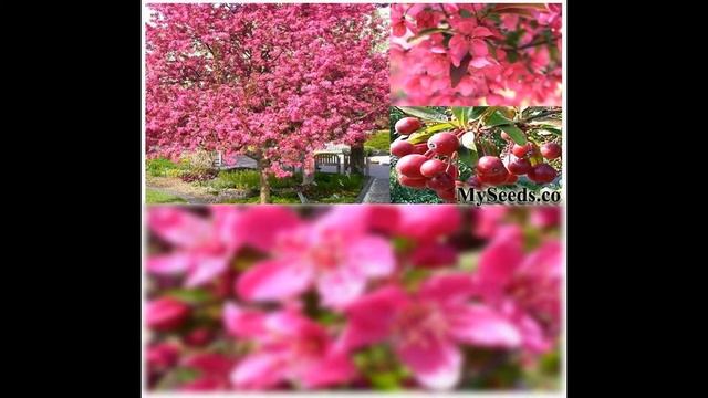 Prairie Fire Crab Apple, EXCELLENT BONSAI SPECIMEN, Malus prairifire Tree Seeds on www.MySeeds.C смотреть онлайн