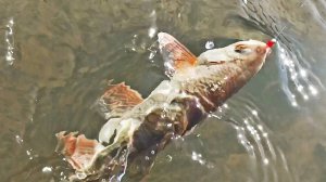 Решил проверить Новое место, а там ПОЛНО РЫБЫ! Рыбалка на мормышинг весной