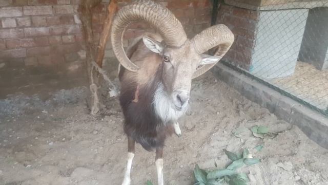 Urial
