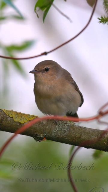 Garden Warbler Song #shorts смотреть онлайн