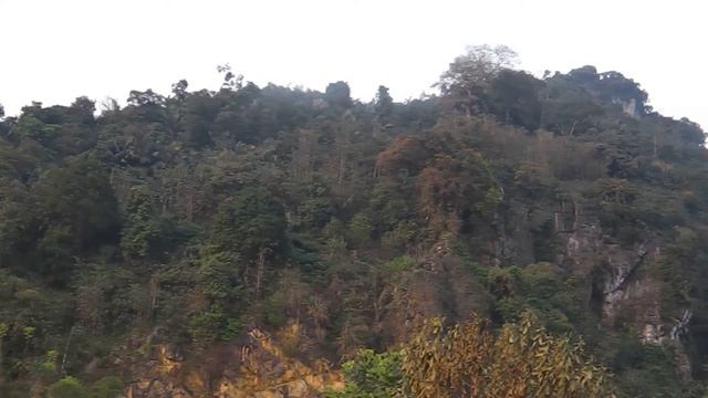 Лес смотреть онлайн