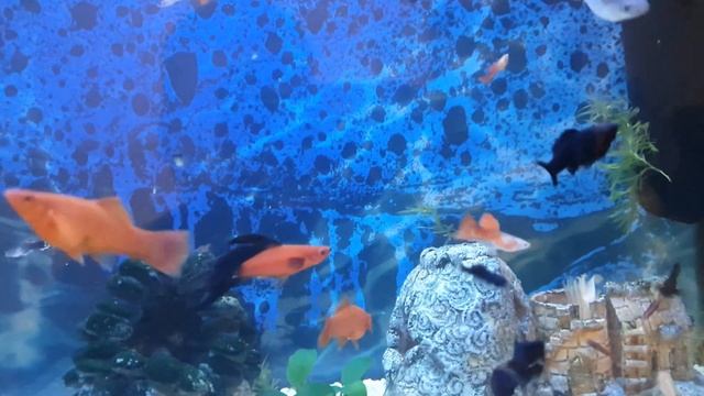 Гуппи, Меченосцы, Моллинезии смотреть онлайн