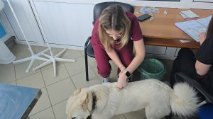 Стая лаек в ветклинике