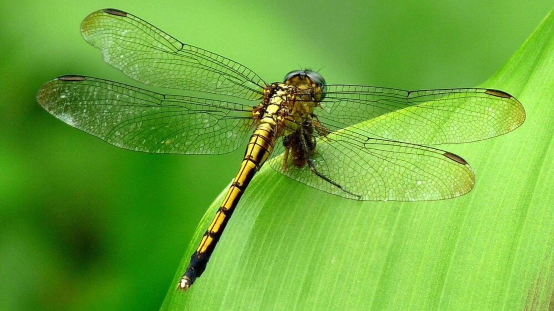 Стрекоза смотреть онлайн