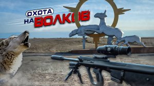 Охота на волков на приваде!25 в засидке