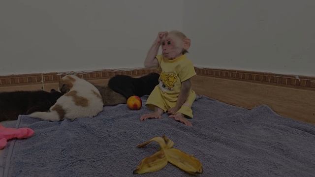 Belly laugh🤣 Monkey Su stalked caught Mimi stealing dog food смотреть онлайн