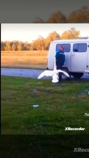 #shorts гусь встречает хозяина смотреть онлайн