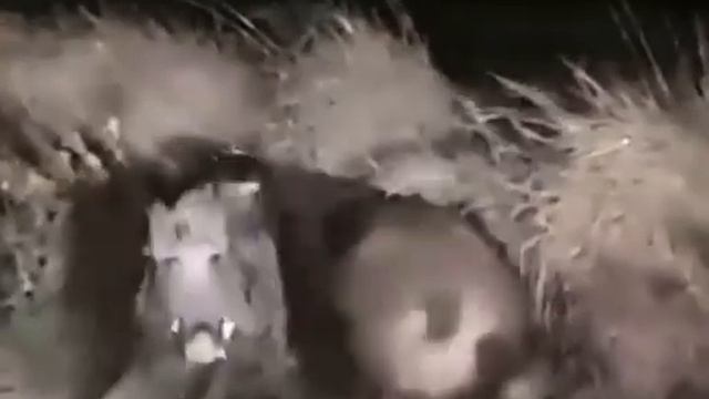 Самцы дикого кабана смотреть онлайн