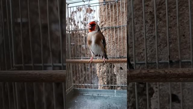 Stieglitz - Carduelis Carduelis - Jilguero - Щегол - Kадънка - щиглец - طائر الحسون - Silvestrismo