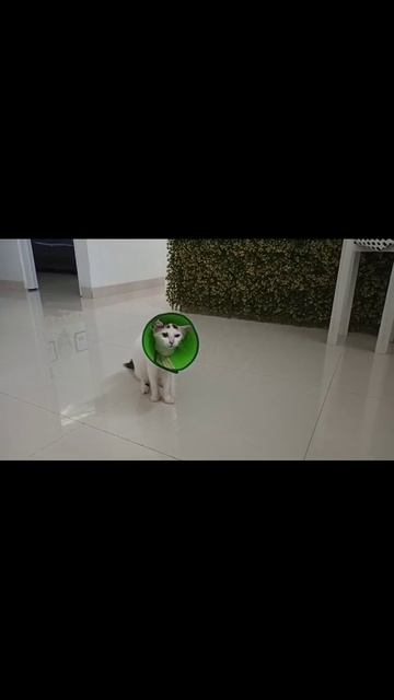 When you want to remove your collar cone, but mommy said no!! #shorts смотреть онлайн