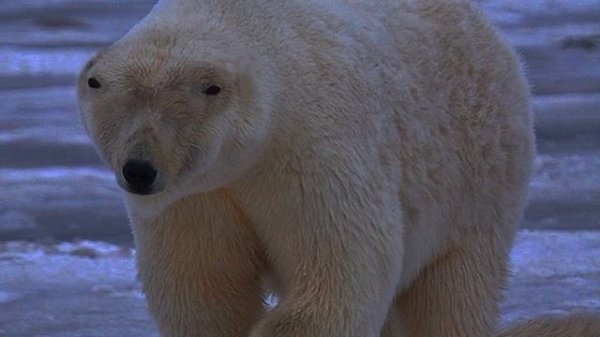 МЕМ ИЗ 2026 ГОДА (СТРАШНЫЕ ЗВУКИ ИЗ ЗАПИСИ)