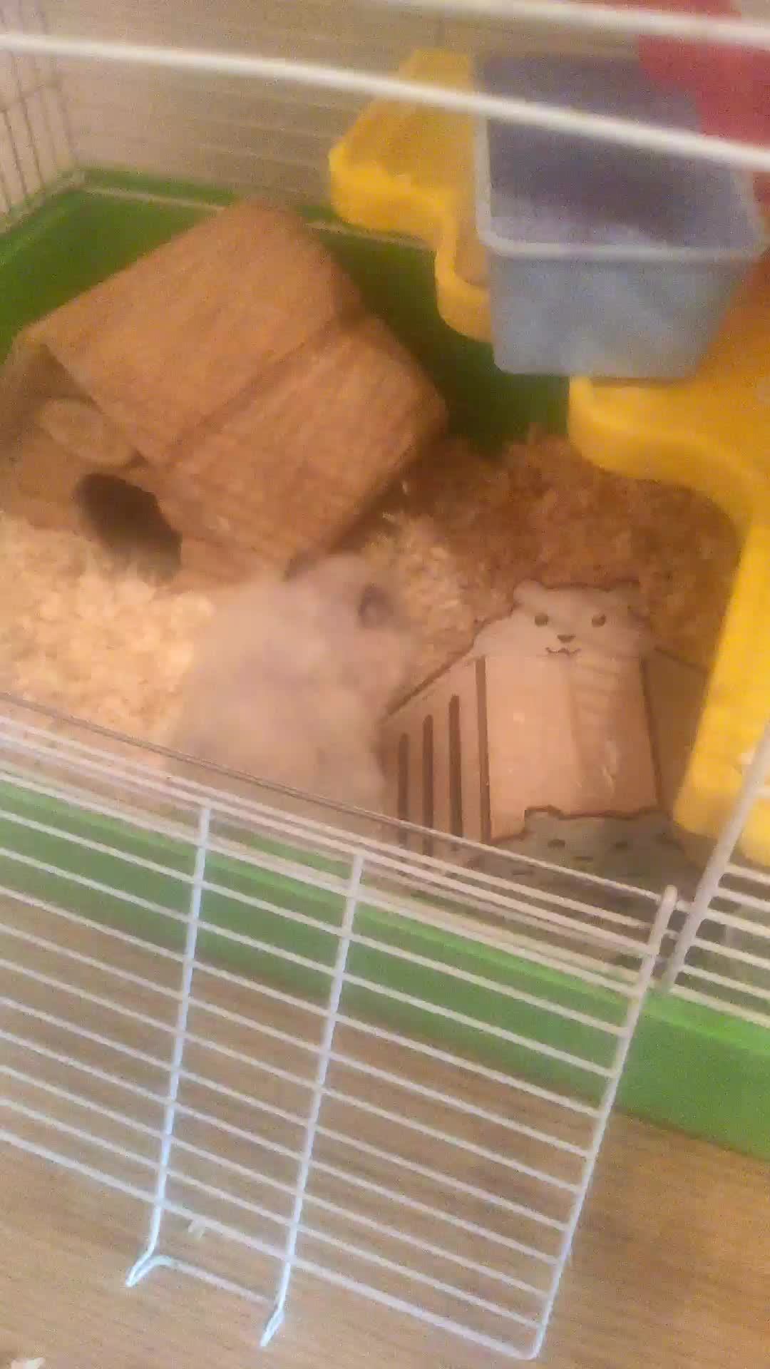 хомяк смотреть онлайн