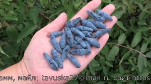 ГОРДОСТЬ БАКЧАРА жимолость съедобная