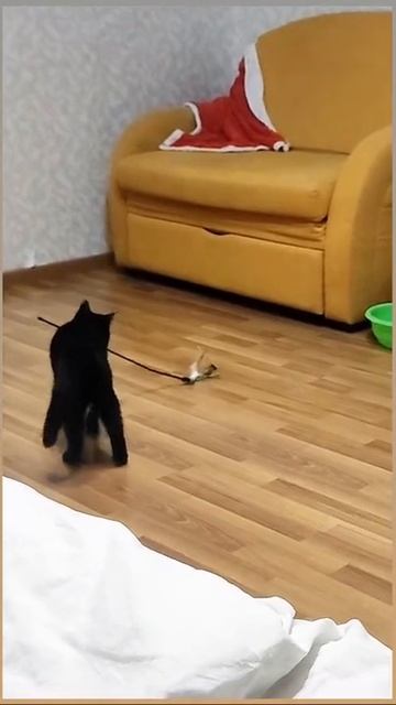 супер кот 🐱 смотреть онлайн