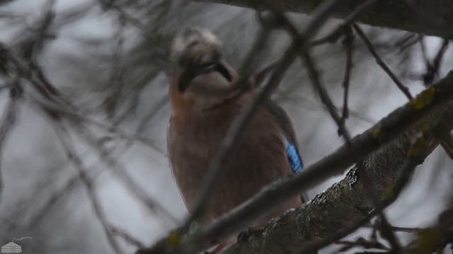 Пение сойки под аккомпанемент воробьиного хора смотреть онлайн