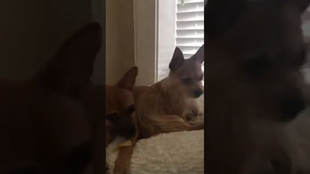 RONA & SADIE LOVE CHIPS смотреть онлайн