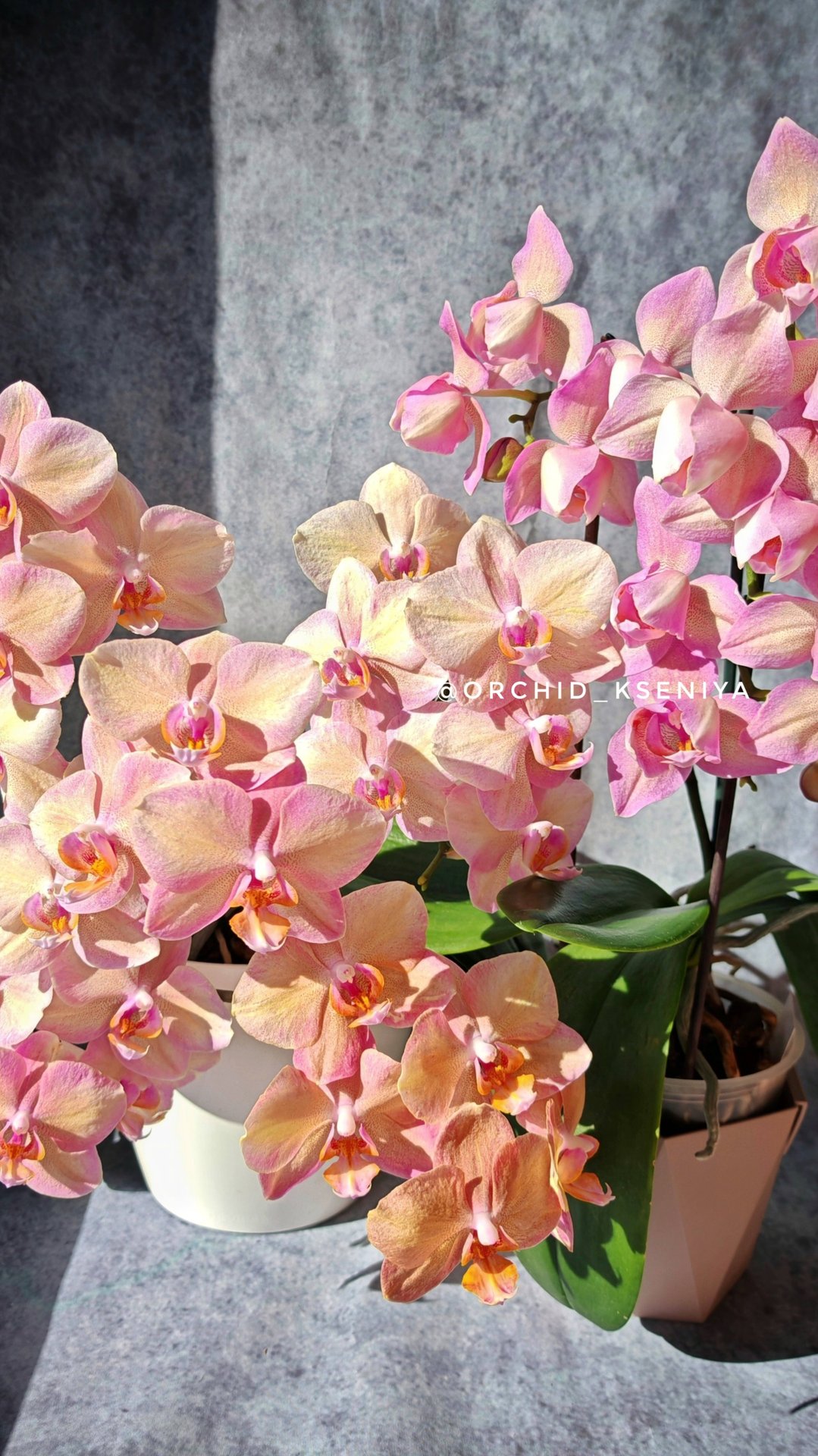 Два Легато: стандарт (27 цветков) 🌸 и пелор (14 цветков) 🌷 Phal. Legato 💕 смотреть онлайн