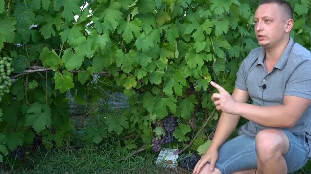 Виноград дозріває і кидаються хвороби. Є дієві препарати з коротким терміном, біо препарати смотреть онлайн