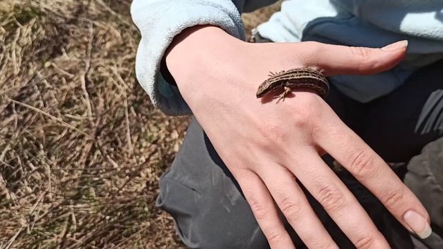 пока шишига сидит, поймал ящерку, которых ловил в детстве смотреть онлайн