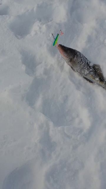 Хороший берш на ХАМСА смотреть онлайн