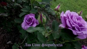 ✿➽ Цветут  розы в нашем саду  часть1  2024