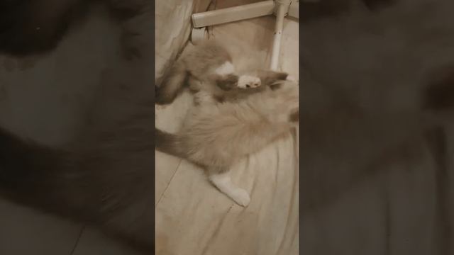 Остервенелая грызня диких зверей😂 Котята дерутся🤼♂️ Питомник Лавандер Дрим смотреть онлайн