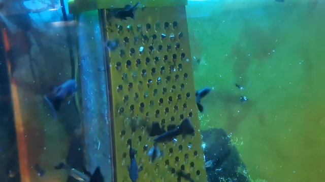 Гуппи "Чёрный монах". Молодёжь. Кормление. смотреть онлайн