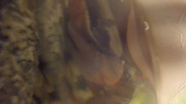 Радужный краб.cardisoma armatum смотреть онлайн