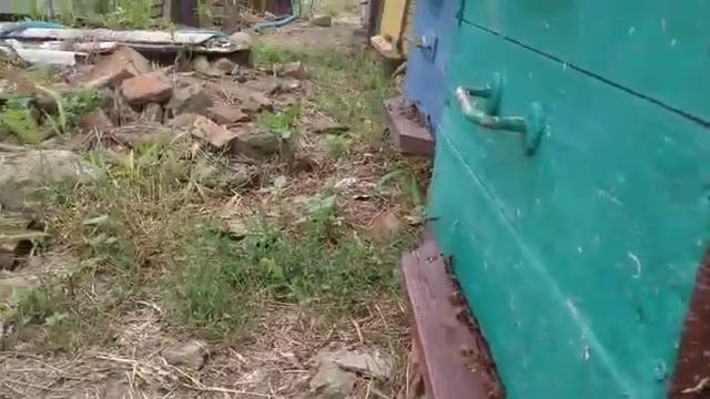 пчелы за ниты работой