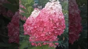 Пинки промис ( Pinky Promise) -Метельчатая гортензия. Яркая малышка в вашем саду.