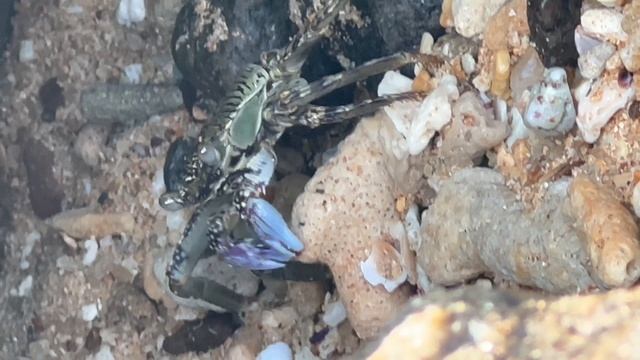 Шри-Ланка 04.2024. Jungle Beach смотреть онлайн