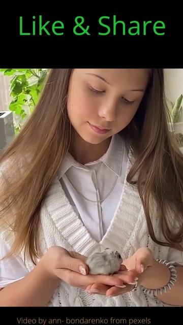 cute rat funny rat смотреть онлайн