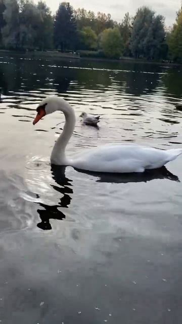 Лебеди 🦢 Лебединая верность смотреть онлайн