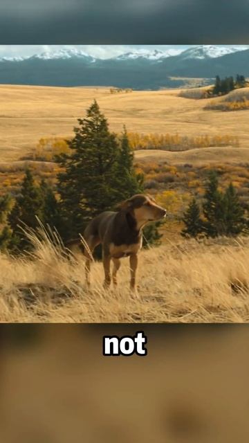 Bulldog Returns To Its Owner After Enduring Hardships #movies #movie #film #moviefacts #shorts