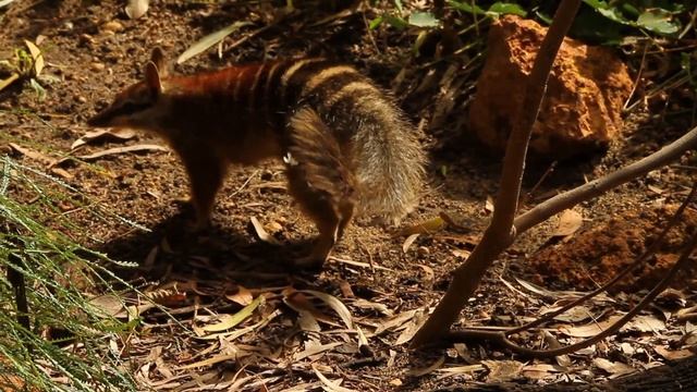 Numbat Shows Its Long Tongue смотреть онлайн