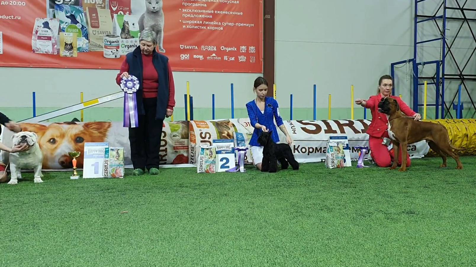 02.03.2025, СПб. Клуб "Нордвест-Северозапад". Выставка собак САС 2 группы FCI смотреть онлайн