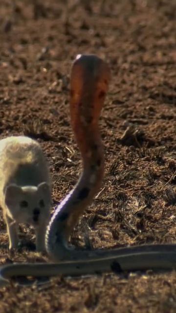Crazy fight between Cobra and Meerkat, suricate in the desert. смотреть онлайн