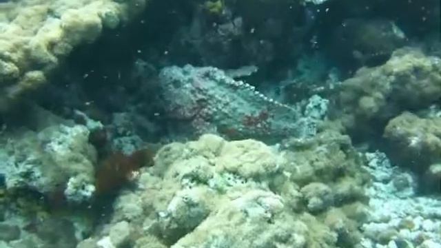 Stone fish смотреть онлайн