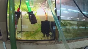 Будни Аквариумиста. Ночью вытекла вода у Гурами. Радужницу на нерест.Замена лампы.У Радужницы малек