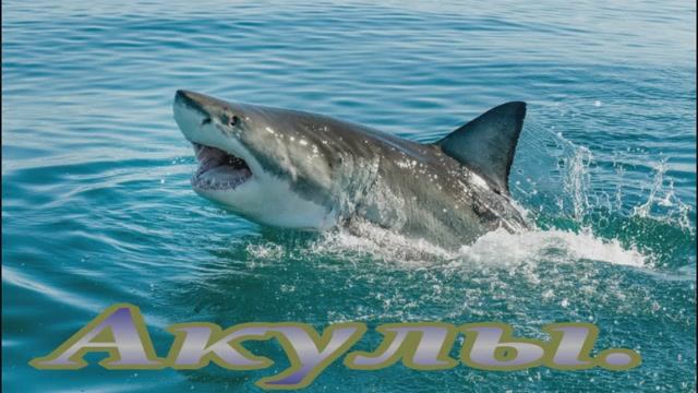 Акулы. смотреть онлайн