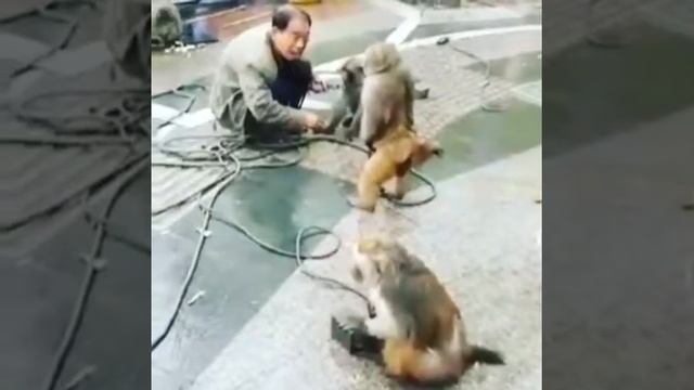 приколы с обезьянами смотреть онлайн