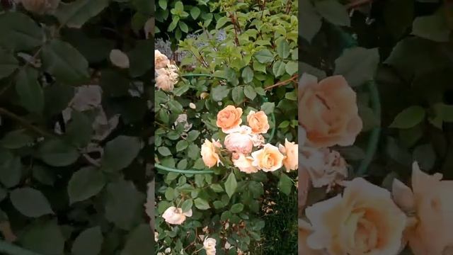 cherry at mansanas! na tanim! ating bisitahin tara gwayss! смотреть онлайн