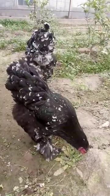 Мрамор Курица🐓🐓🐓🐓🐔🐔🐔🐓🐓🐓🐤 смотреть онлайн