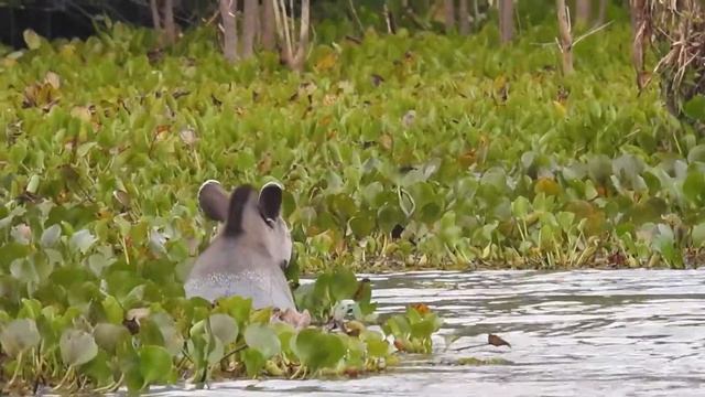 TAPIR ! ANTA! тапир! смотреть онлайн